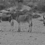 Donkeys