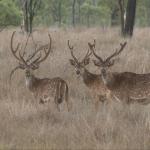 Chital deer originate in tropical environments of India and Sri Lanka. Introduced into Australia (Queensland) in the late 18th Century