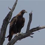 one of the largest birds of prey in the world 